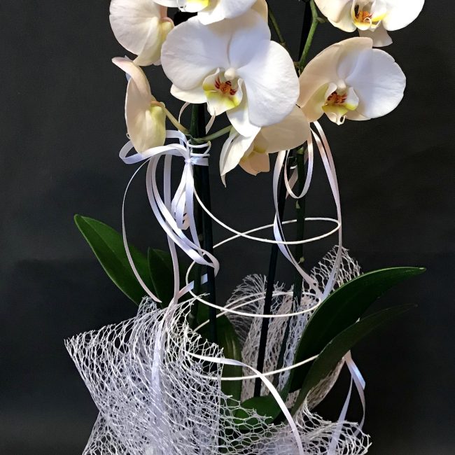 Orchidea bianca