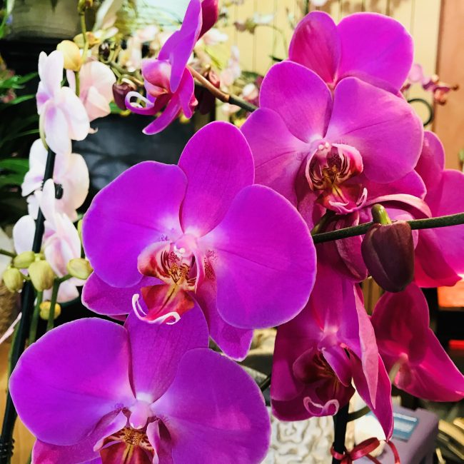 Orchidee