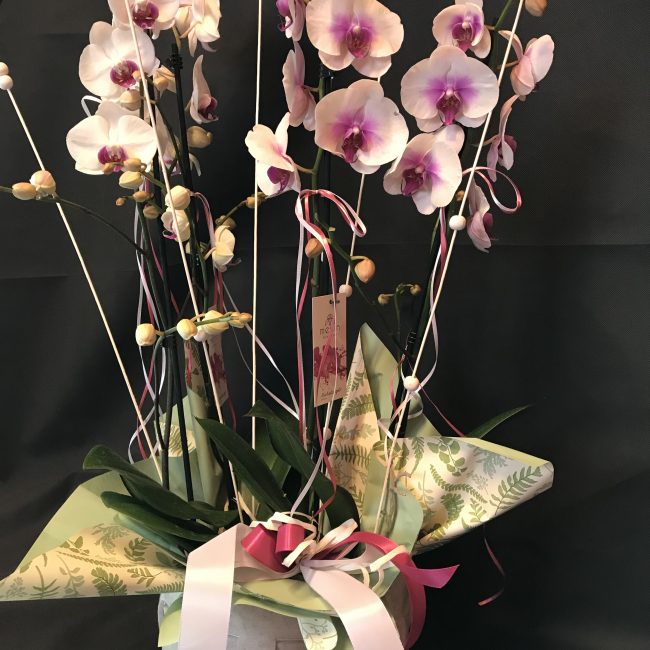 Pianta di orchidea phalaenopsis rosa