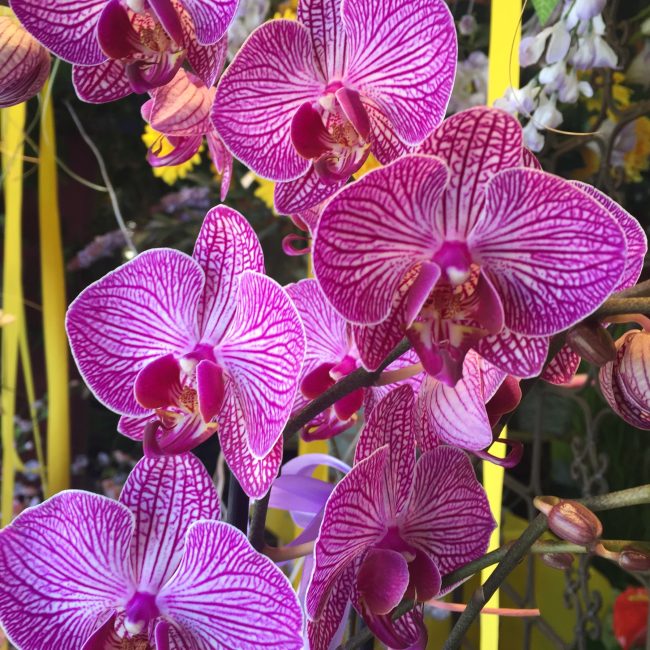 Orchidea phalaenopsis viola in vaso