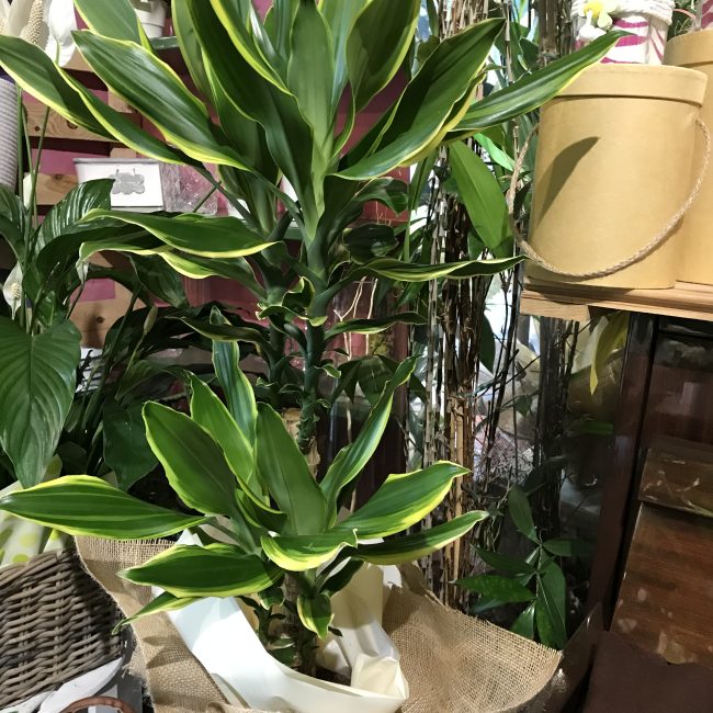 Dracaena