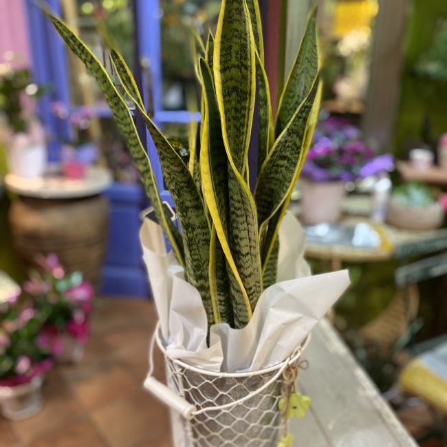 Sanseveria