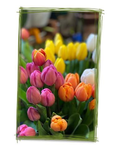 tulipani-matita-verde